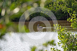 Brown Pelican in water in the Florida Everglades