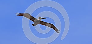 Brown pelican with wings spread flying