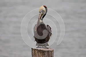 Brown Pelican on wooden pier