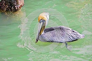 Brown Pelican With Yellow Head Swim,ing In Saltwater