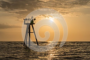 Brown pelicans on a buoy