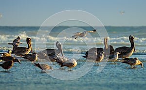 Brown Pelicans and California Gulls at Rosarito Beach, Baja California photo