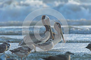 Brown Pelicans and California Gulls at Rosarito Beach, Baja California photo