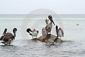 Brown Pelicans of Clearwater Beach,Florida