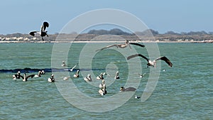 Brown pelicans diving into the water and feeding