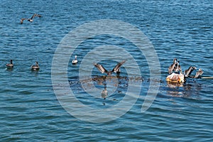 Brown Pelicans, feeding in the bay