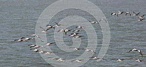 Pelicans flying in formation. Great colony of Brown Pelicans flying in the blue sky