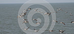 Pelicans flying in formation. Great colony of Brown Pelicans flying in the blue sky