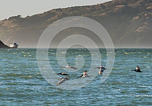 Brown Pelicans Flying Over Pacific Ocean in San Francisco Bay with hills and Boat in the background