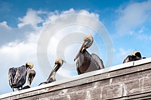 Brown pelicans have a rest