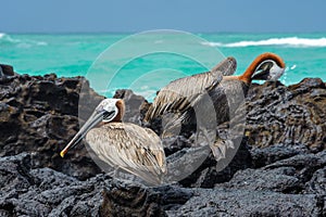 Brown pelicans, Isabela island, Ecuador