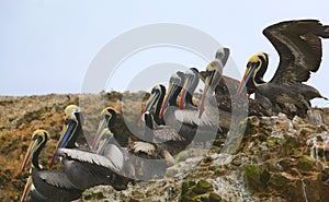 Brown pelicans, Island Balestas,Peru