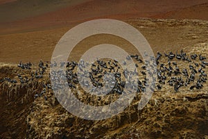 Brown pelicans, Island Balestas,Peru