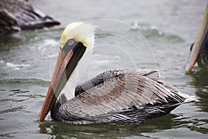 Brown Pelicans at the Marina