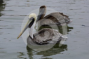 Brown Pelicans at the Marina