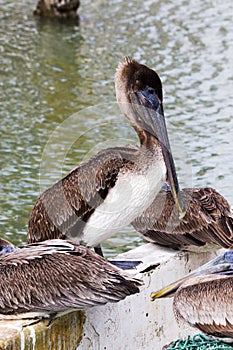 Brown Pelicans at the Marina in Corpus Christi, Texas