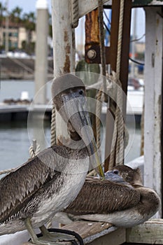 Brown Pelicans at the Marina in Corpus Christi, Texas