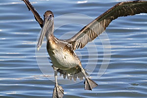 Brown pelicans (Pelecanus occidentalis) flying