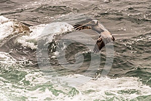 Brown Pelicans Pelecanus occidentalis Landing Over Pacific Ocean in La Jolla, California, USA