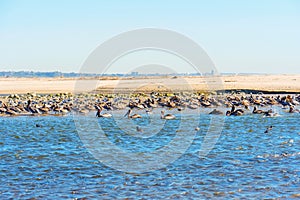 Brown Pelicans Resting on Malibu's Shallow Waters