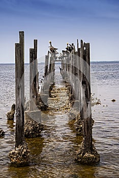 Brown Pelicans resting on Pylons