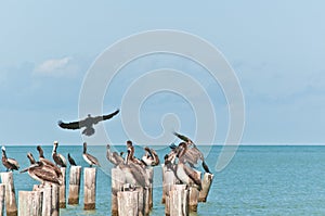 Brown pelicans sitting or standing on wood pilings