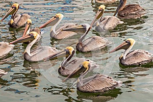 Brown Pelicans Standing in Islamorada