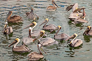 Brown Pelicans Standing in Islamorada