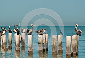 Brown pelicans standing or resting on wood pilings in tropical water