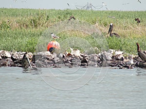 Brown pelicans threatened by oil following the Deepwater Horizon disaster