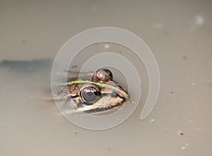 Brown Pelophylax fron in the pond