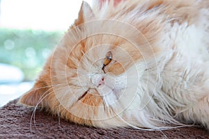 Brown persia cat lay on the floor