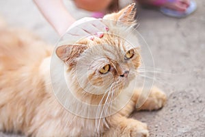 Brown persian cat sitting on the ground and little girl hand on head