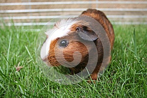 Brown pet gerbil photo