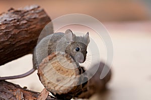 Brown pet mouse photo