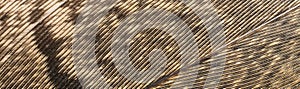 Brown pheasant feathers with dark stripes. background