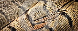 Brown pheasant feathers with dark stripes. background