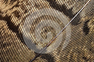 Brown pheasant feathers with dark stripes. background