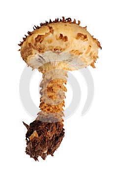 Brown Pholiota mushroom on white