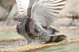 Brown pidgeon taking a bath