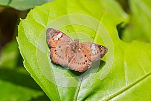 Brown Pied Flat Coladenia agni de Niceville butterfly