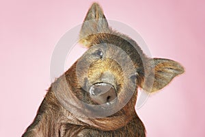 Brown Pig Against Pink Background