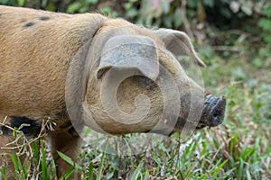 Brown pig with black nose on the farm. Cute hog in the mud. Cattle farm concept. Livestock background.