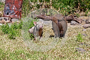Brown pig and its two piglets