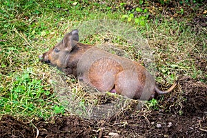 Brown pig lying on green grass. Tamworth pigs are a heritage breed with origins in Ireland photo