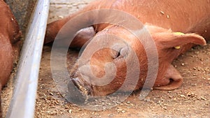 Brown pig sleeping