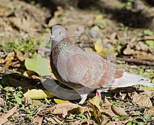 Brown pigeon is looking for something to eat