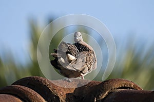 Brown Pigeon sitting on house roof