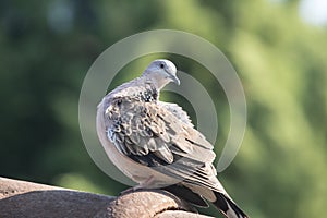 Brown Pigeon sitting on house roof