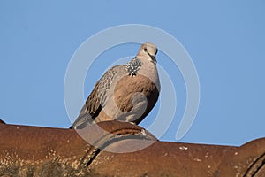 Brown Pigeon sitting on house roof